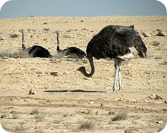 Ostriches don't actually put their head in the sand