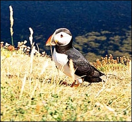 puffin image